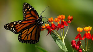 Image result for monarch butterfly