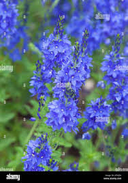 Image result for Veronica teucrium