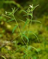 Attēlu rezultāti vaicājumam “Epilobium palustre”