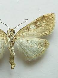 Attēlu rezultāti vaicājumam “Udea olivalis”