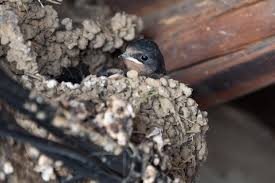 Attēlu rezultāti vaicājumam “Hirundo rustica nest”