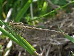 Attēlu rezultāti vaicājumam “Platycnemis pennipes”