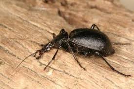 Attēlu rezultāti vaicājumam “Cychrus caraboides”