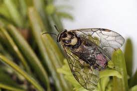 Attēlu rezultāti vaicājumam “Diprionidae”