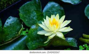 Attēlu rezultāti vaicājumam “Lotus sp. flower”