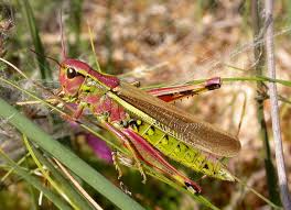 Attēlu rezultāti vaicājumam “Orthoptera”