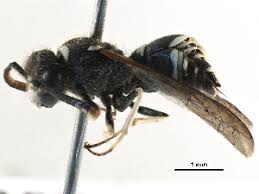 Attēlu rezultāti vaicājumam “Ancistrocerus sp.”