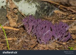 Attēlu rezultāti vaicājumam “Clavaria zollingeri”