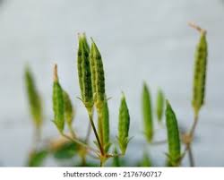 Attēlu rezultāti vaicājumam “Oxalis corniculata fruit”