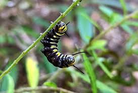 Image result for monarch caterpillar