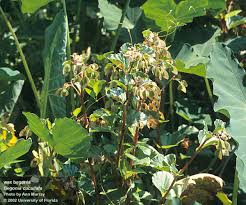 Image result for Begonia cucullata var. Hookeri