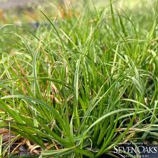 Attēlu rezultāti vaicājumam “Carex caryophyllea leaf”
