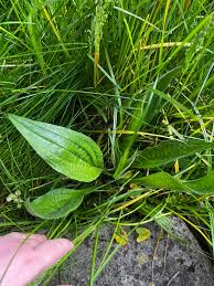 Attēlu rezultāti vaicājumam “Plantago lanceolata leaf”