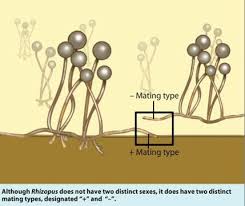 Attēlu rezultāti vaicājumam “Campylopus pyriformis sporophyte”