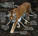 Siberian Tigers