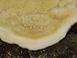 Attēlu rezultāti vaicājumam “Gloeoporus pannocinctus”