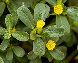 Attēlu rezultāti vaicājumam “Portulaca oleracea”