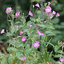 Attēlu rezultāti vaicājumam “Epilobium”