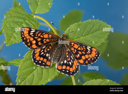 Attēlu rezultāti vaicājumam “Euphydryas maturna”