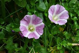 Attēlu rezultāti vaicājumam “Calystegia inflata flower”