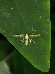 Attēlu rezultāti vaicājumam “Cnaemidophorus rhododactyla”