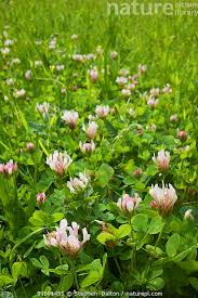 Attēlu rezultāti vaicājumam “Trifolium repens flower”