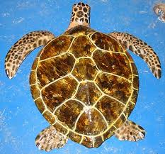 Image result for Chelonia mydas