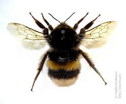 Attēlu rezultāti vaicājumam “Bombus terrestris”