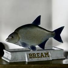 Image result for Abramis brama