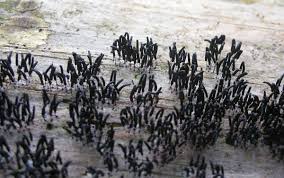 Attēlu rezultāti vaicājumam “Stemonitopsis aequalis var. microspora spores”