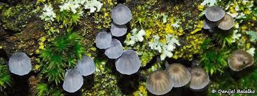 Attēlu rezultāti vaicājumam “Mycena pseudocorticola”
