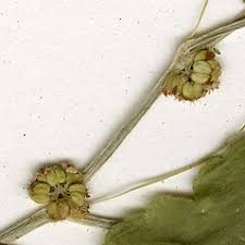 Attēlu rezultāti vaicājumam “Hydrocotyle vulgaris bud”