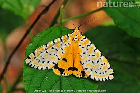 Attēlu rezultāti vaicājumam “Arctiidae”