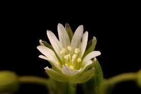 Attēlu rezultāti vaicājumam “Cerastium holosteoides fruit”