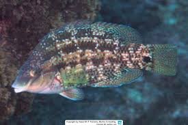 Image result for Symphodus bailloni