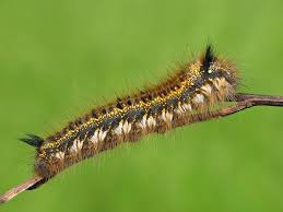 Attēlu rezultāti vaicājumam “Euthrix potatoria”