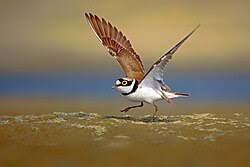 Attēlu rezultāti vaicājumam “Charadrius dubius”