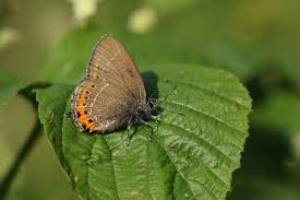 Attēlu rezultāti vaicājumam “Satyrium pruni”