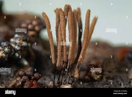 Attēlu rezultāti vaicājumam “Physarum contextum young”