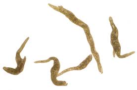 Attēlu rezultāti vaicājumam “Pohlia proligera”