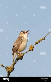 Attēlu rezultāti vaicājumam “Acrocephalus schoenobaenus adult”