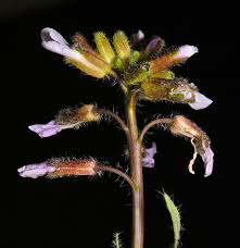 Attēlu rezultāti vaicājumam “Oenothera rubricauli bud”