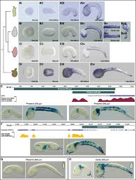 Attēlu rezultāti vaicājumam “Enteridium variabile macro”