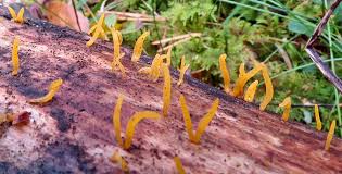 Attēlu rezultāti vaicājumam “Clavulinopsis cinerioides”