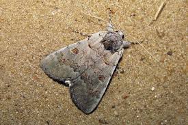 Attēlu rezultāti vaicājumam “Catocala pacta”