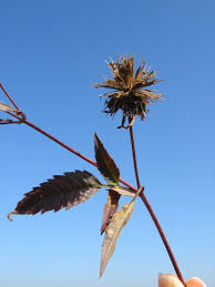 Attēlu rezultāti vaicājumam “Bidens frondosa fruit”