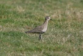 Image result for Vanellus gregarius