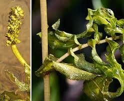 Attēlu rezultāti vaicājumam “Potamogeton perfoliatus fruit”