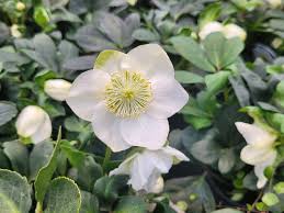 Image result for Christrose