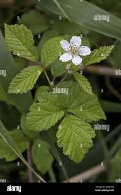 Attēlu rezultāti vaicājumam “Rubus caesius flower”
